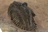 Beautiful Metacanthina Trilobite With Zlichovaspis Head #339953-6